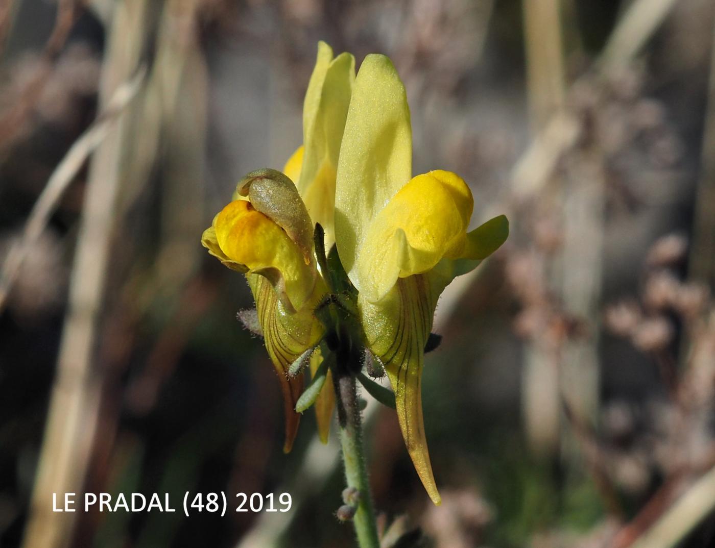 Toadflax, Long-spurred flower